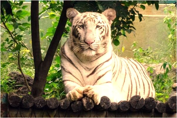 夢見異性朋友脖子上有長毒瘤的預兆_周公解夢官網