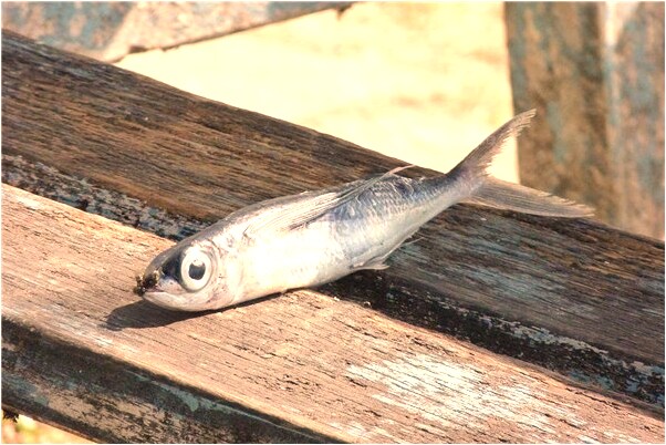 夢見被帥哥追趕預兆了什麼嗎_周公解夢官網