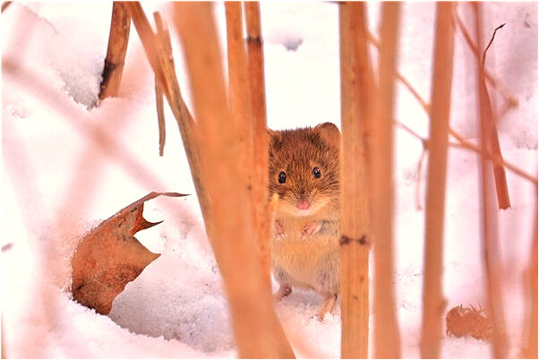 夢到了有雙手按著我的頭是啥預兆_周公解夢官網