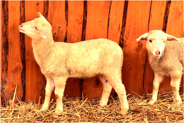 夢到了海邊有許多鞋預示了什麼_周公解夢官網