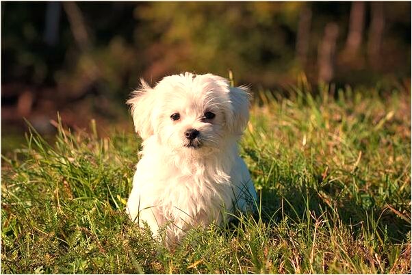 夢到了牛追車預兆了什麼嗎_周公解夢官網