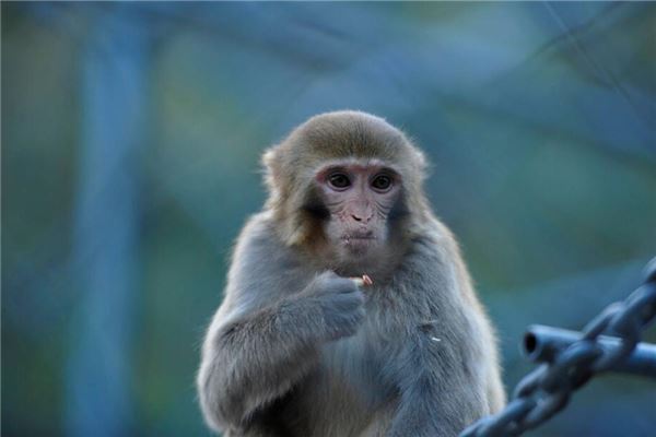 屬猴5月份運勢如何_十二生肖