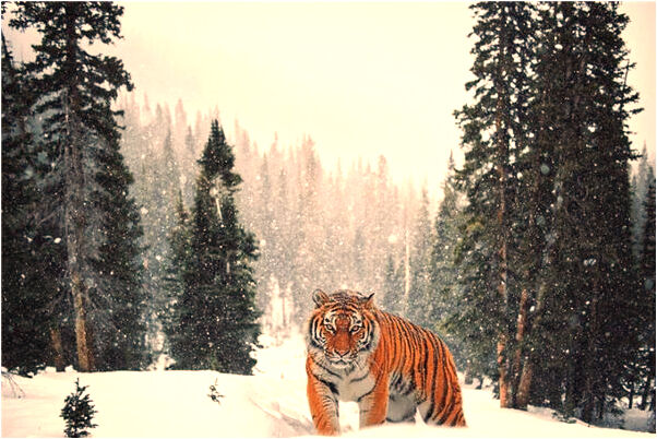 夢到了用錘子把老頭腦袋砸碎預示著什麼_周公解夢官網