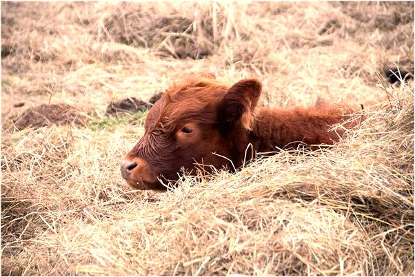 夢到了玩具蛇變活蛇咬東西意味著什麼_周公解夢官網
