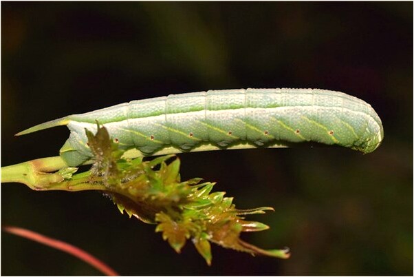 夢見手被人咬傷代表著什麼_周公解夢官網