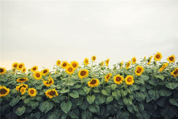 夢見黃色_周公解夢