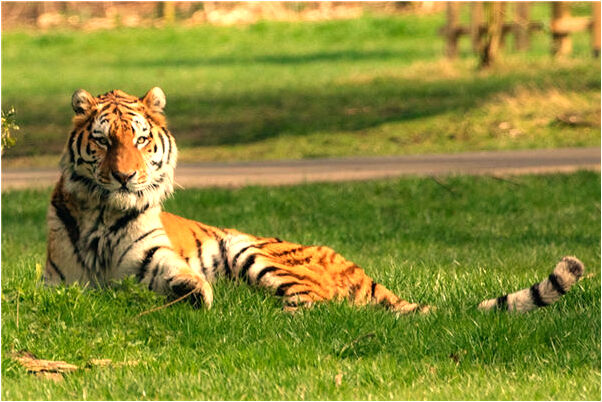 夢到了善待動物會是什麼預兆_周公解夢官網