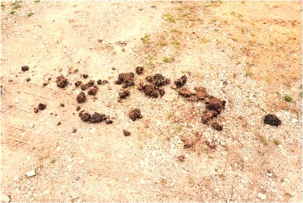 夢到陌生人吻我意味著什麼_周公解夢官網