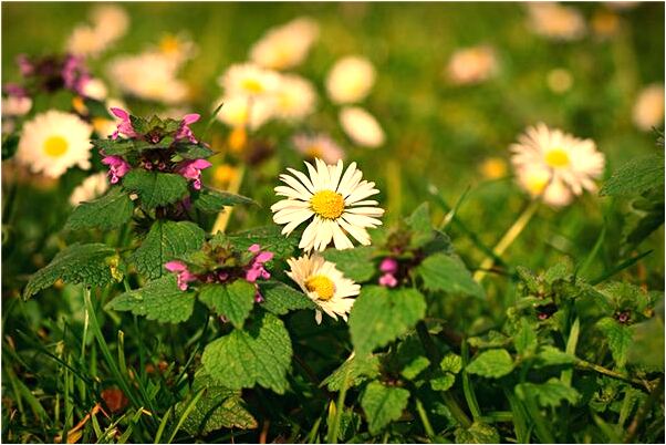 夢到了被小馬蜂蟄預示了什麼_周公解夢官網