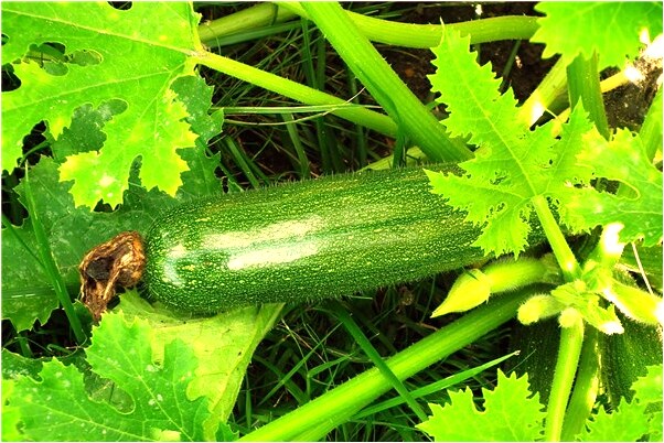 夢到好多人和好多蛇是凶兆還是吉兆_周公解夢官網