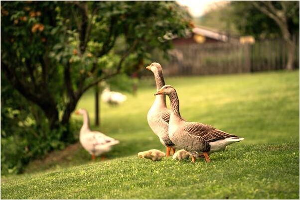 夢到扁擔上有兩條毛毛蟲代表著什麼_周公解夢官網