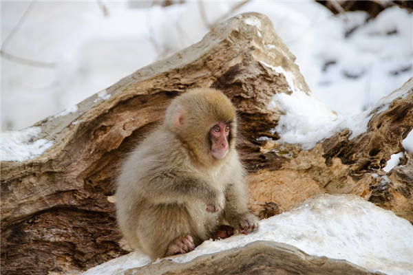 92年屬猴男人哪年運氣好_十二生肖