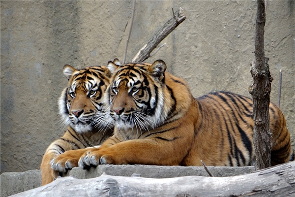 夢到了兩頭虎追自己是什麼預兆？_周公解夢