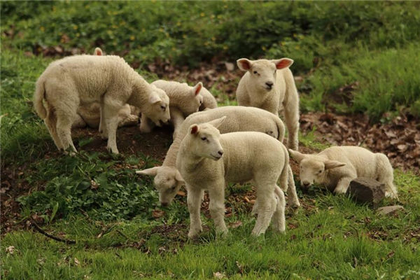 2003年3月屬羊的命運性格_十二生肖