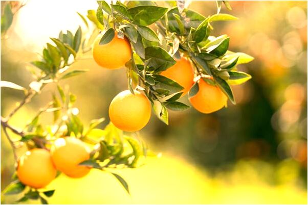 夢見去世父親問我婚姻大事預示什麼_周公解夢官網