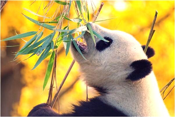 夢見去別人家裡做客預示什麼_周公解夢官網