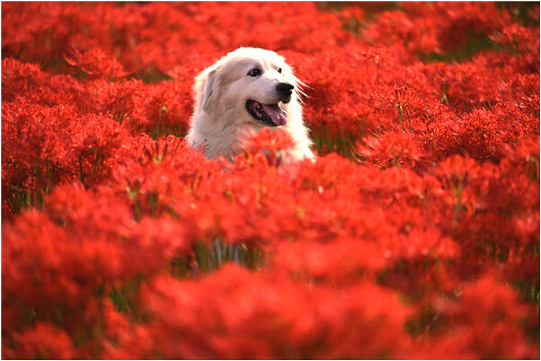 夢到和討厭的人結婚是什麼預兆_周公解夢官網