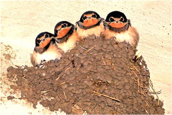 夢見我的電瓶車胎跑氣去補胎是啥意思_周公解夢官網