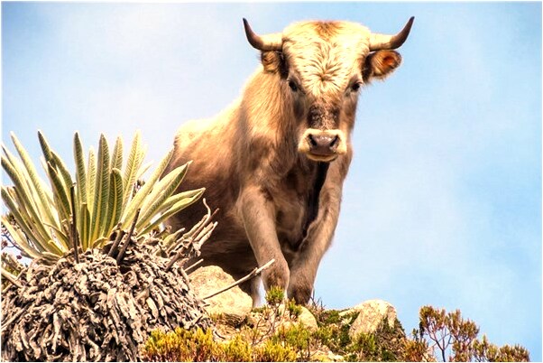 夢到黑色與棕色蟒蛇意味著什麼_周公解夢官網