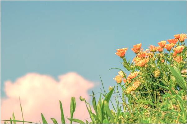 夢見拾雞樅是怎么回事_周公解夢官網