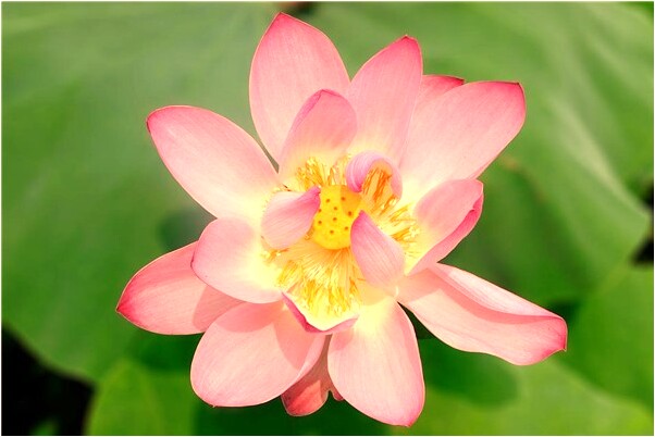 夢見九尾狐抓自己是什麼徵兆_周公解夢官網