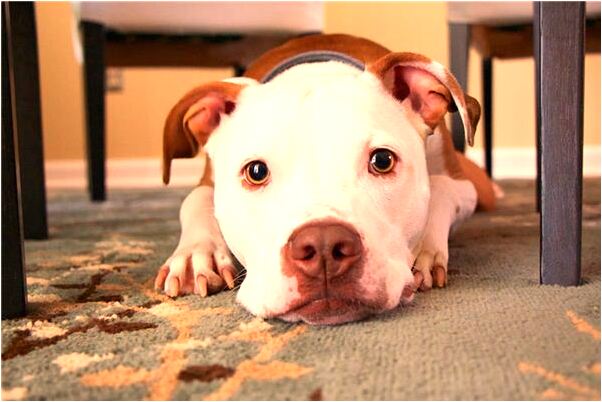 夢到打掃床上的屎有什麼含義_周公解夢官網