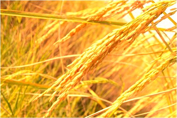 夢到紅木門窗意味著什麼_周公解夢官網