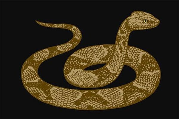 夢見砍蛇頭有什麼意思嗎_周公解夢