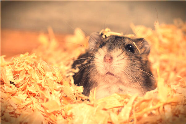 夢見自己浴火重生可以飛是什麼意思_周公解夢官網