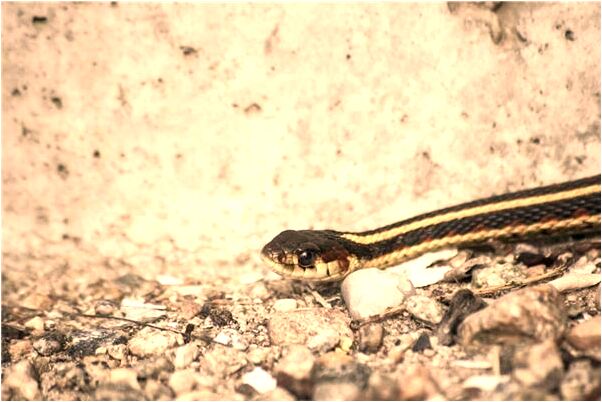 夢到被陌生女生喜歡是什麼意思_周公解夢官網