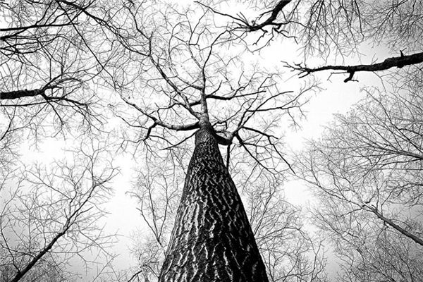 夢見樹枝是什麼意思_周公解夢