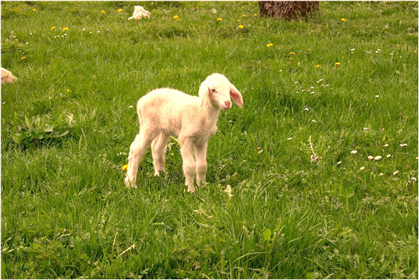 夢到上司送護生符的預兆_周公解夢官網