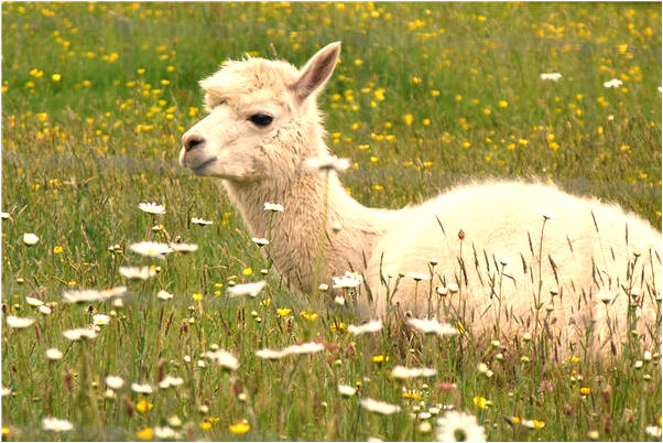 夢到了跟男朋友的前女友成好朋友有什麼徵兆_周公解夢官網