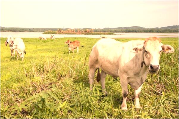 夢到了黑色大蟾蜍在水裡游有什麼含義_周公解夢官網
