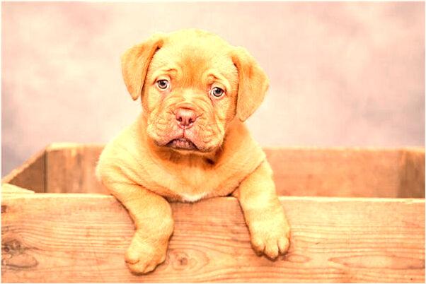 夢到自已暈了又醒了什麼預兆_周公解夢官網