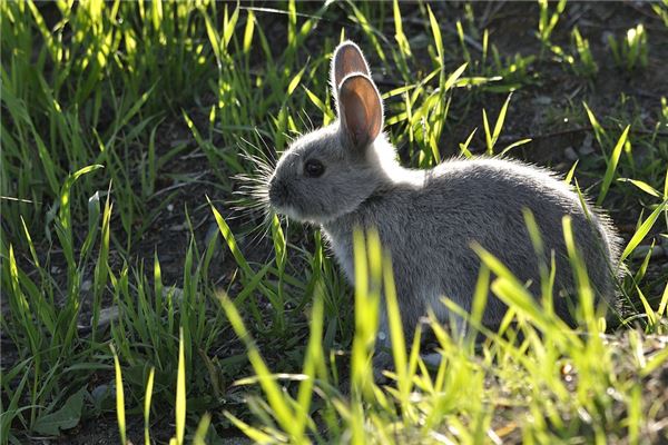 屬兔與什麼屬相配_十二生肖