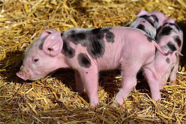 屬相豬的性格運勢運程_十二生肖