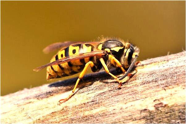 夢到了自己賣狗肉是好是壞_周公解夢官網