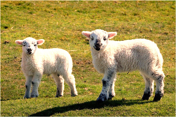 夢到請問蟒蛇咬人是什麼徵兆_周公解夢官網