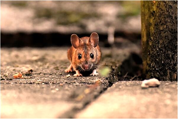 夢到了親人手指斷怎么會事是什麼徵兆_周公解夢官網