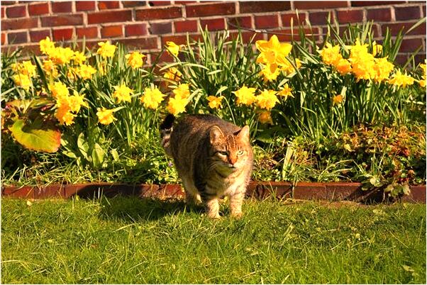 夢到要買雞是什麼徵兆_周公解夢官網
