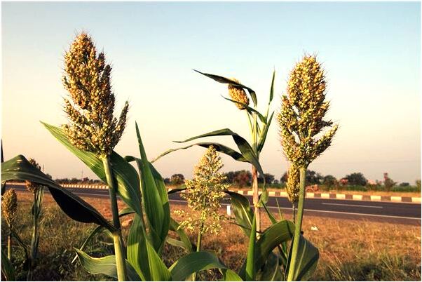 夢到了爸爸幫別人買沙發有什麼預示嗎_周公解夢官網