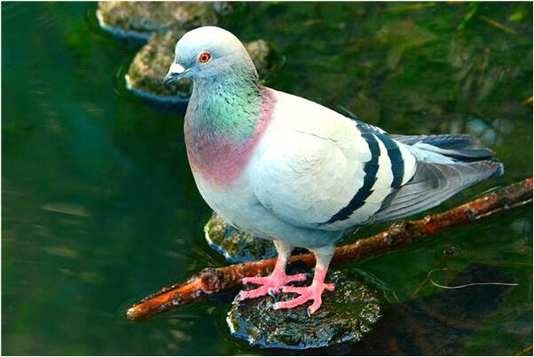 夢見響了二個大炮另一個能有什麼說法_周公解夢官網