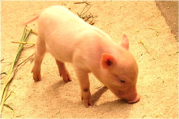 夢到了過生日收到包是啥預兆_周公解夢官網