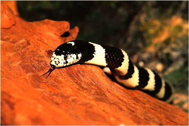 夢到了南瓜葉是什麼預兆?_周公解夢官網