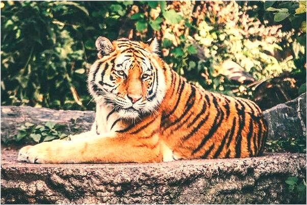 夢見別人摘自家香椿樹芽有何寓意_周公解夢官網