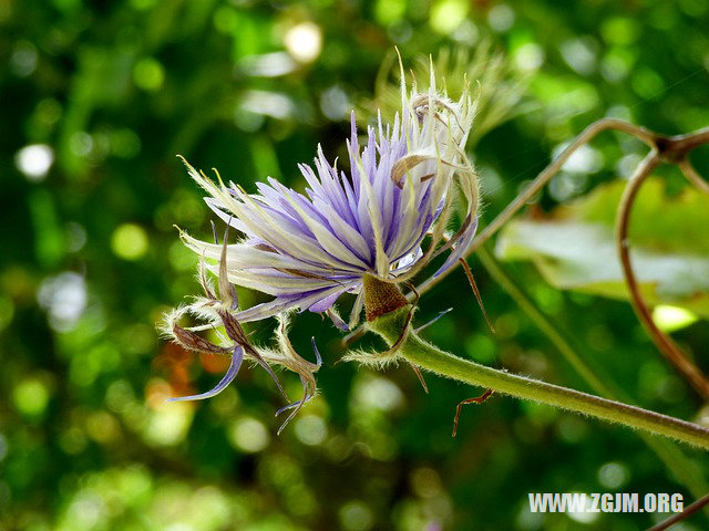 夢見一群鴨子_周公解夢夢到一群鴨子是什麼意思_做夢夢見一群鴨子好不好_周公解夢官網