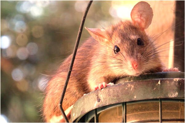 夢到破裙子有什麼意思_周公解夢官網