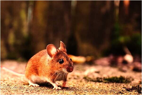 夢見姥姥姥爺帶寶寶上火車怎么樣_周公解夢官網