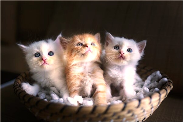 夢見我殺死了老婆的情人好不好_周公解夢官網